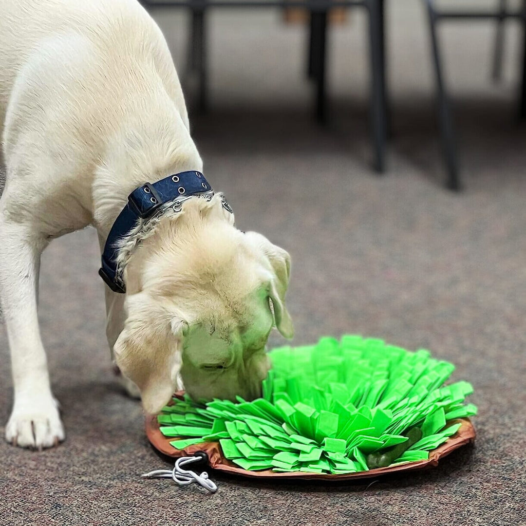 Grassland Snuffle Mat & Bowl One Paw Dog Company 