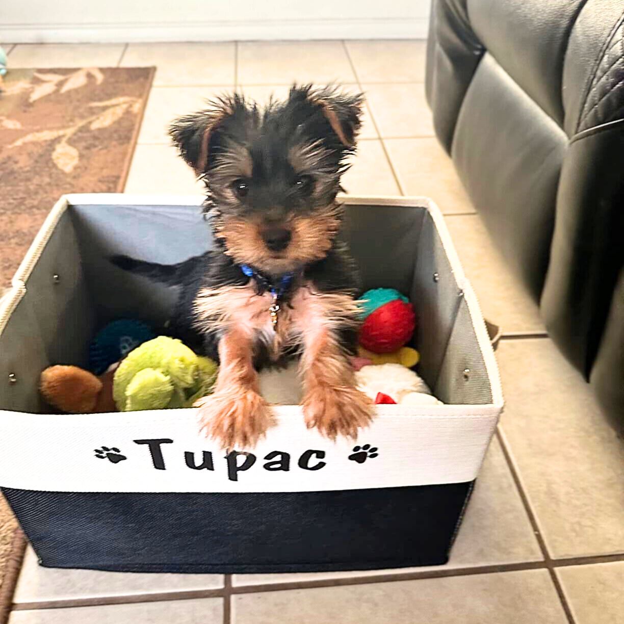 Personalized dog hot sale toy basket