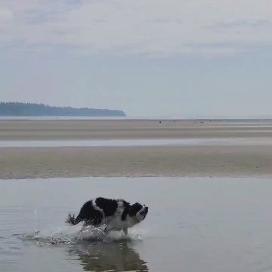 Outdoor Beach Frisbee