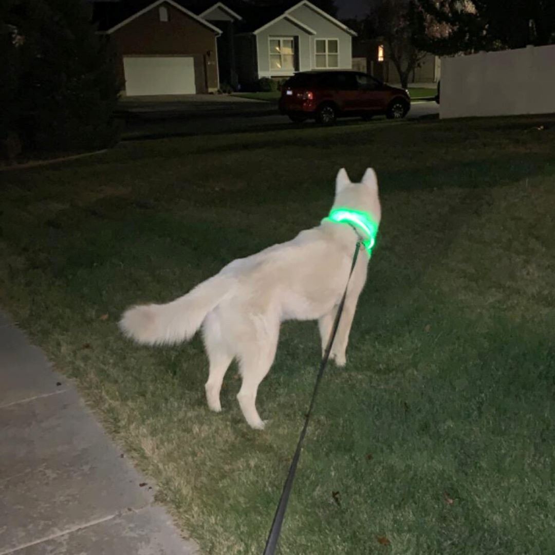 Reflective LED Collar 0 BonaceBoutique 