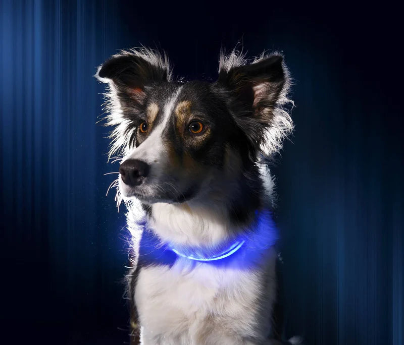 Reflective LED Collar 0 BonaceBoutique 