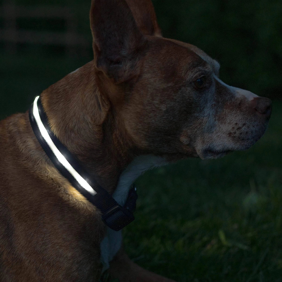 Reflective LED Collar 0 BonaceBoutique 