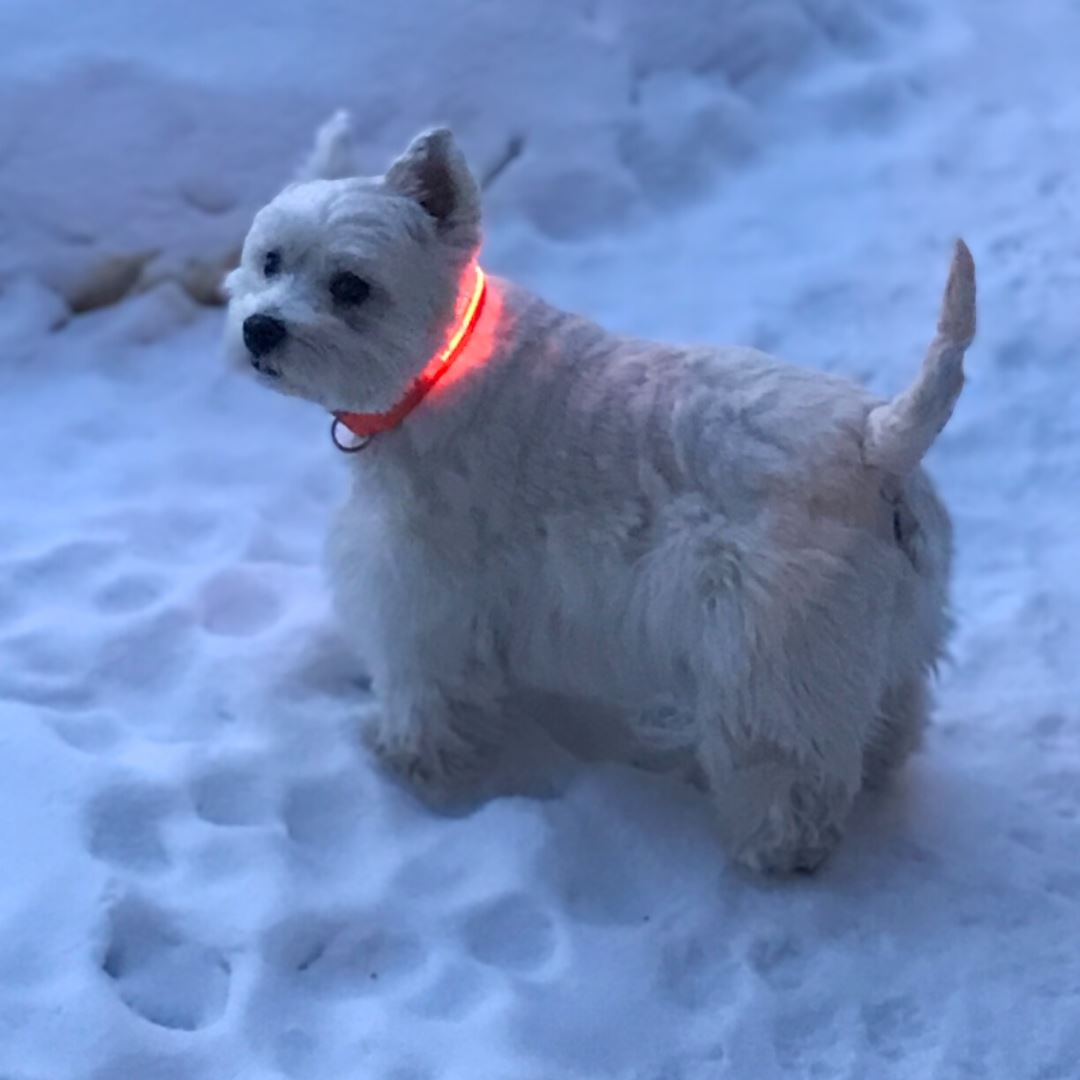 Reflective LED Collar 0 BonaceBoutique 