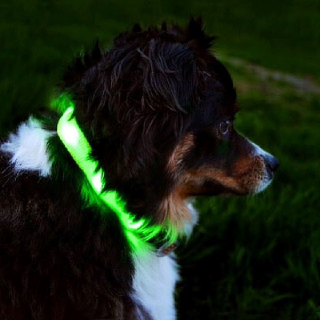 Reflective LED Collar 0 BonaceBoutique 