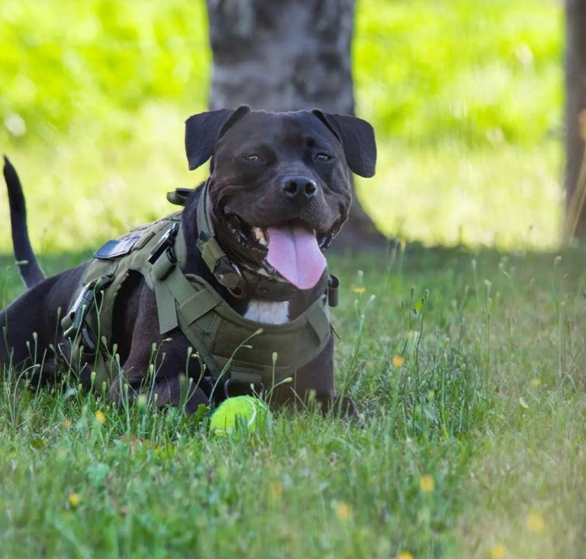 Tactical Harness + Leash Set 0 BonaceBoutique 