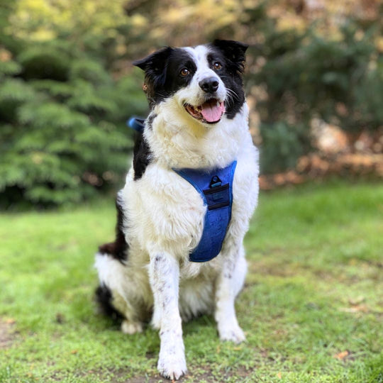 The OnePaw 2-in-1 Hybrid Harness 0 BonaceBoutique 