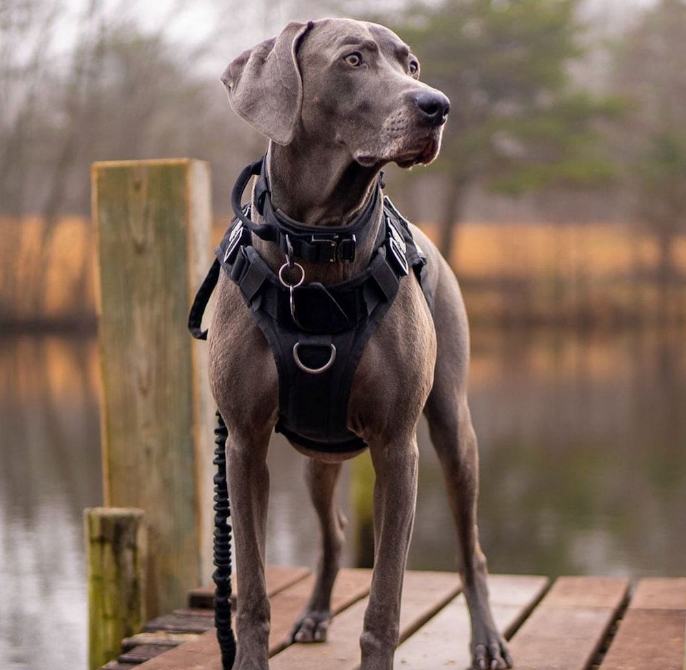 RECON Tactical Dog Harness And Leash Kit Cobra Buckles MOLLE Attachments OnePaw OnePaw Dog Company