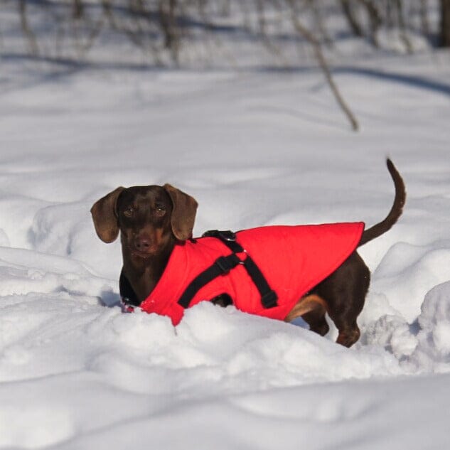 WaterProof Fleece Winter Harness One Paw Dog Company 