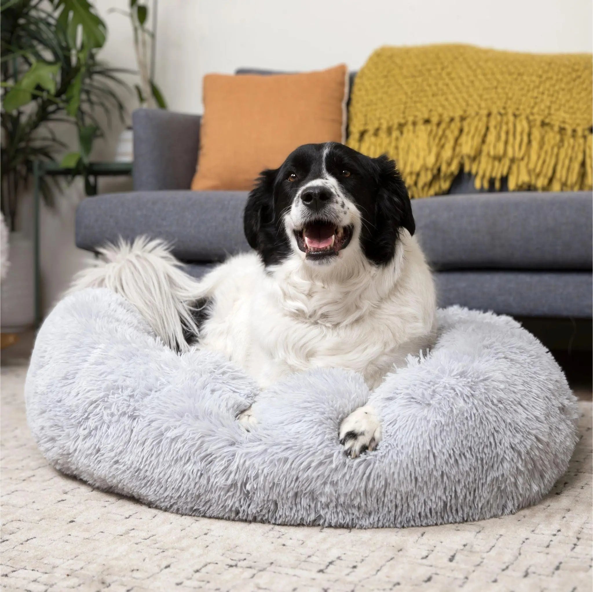 Donut dog 2024 bed removable cover