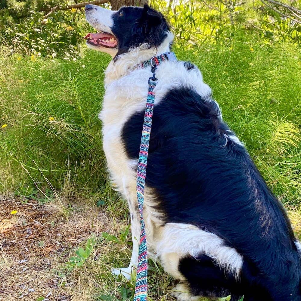 Custom Multi-Coloured Collar & Leash Set BonaceBoutique 