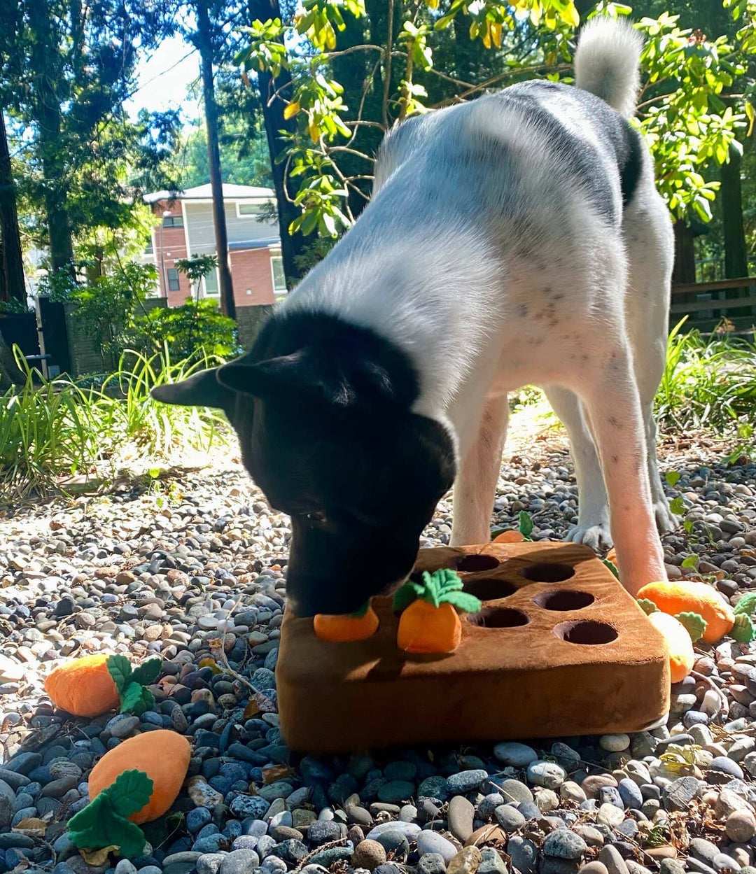 Enrichment Carrot Puzzle Snuffle Mat 0 BonaceBoutique 