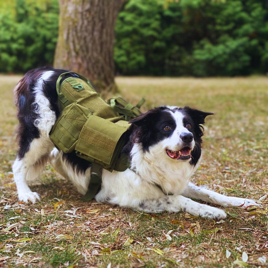 Everyday Harness With MOLLE Pouches 0 BonaceBoutique 