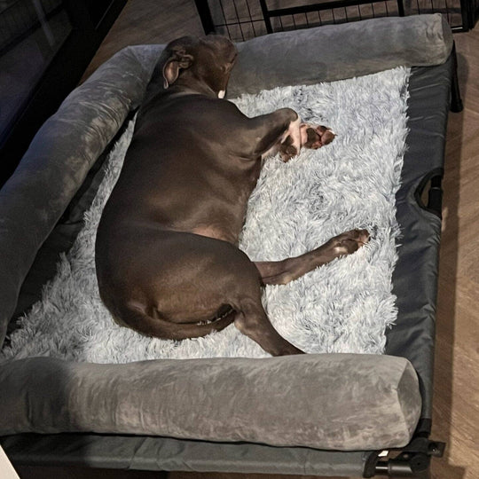 Large Dog Breed Elevated Dog Beds 0 BonaceBoutique 