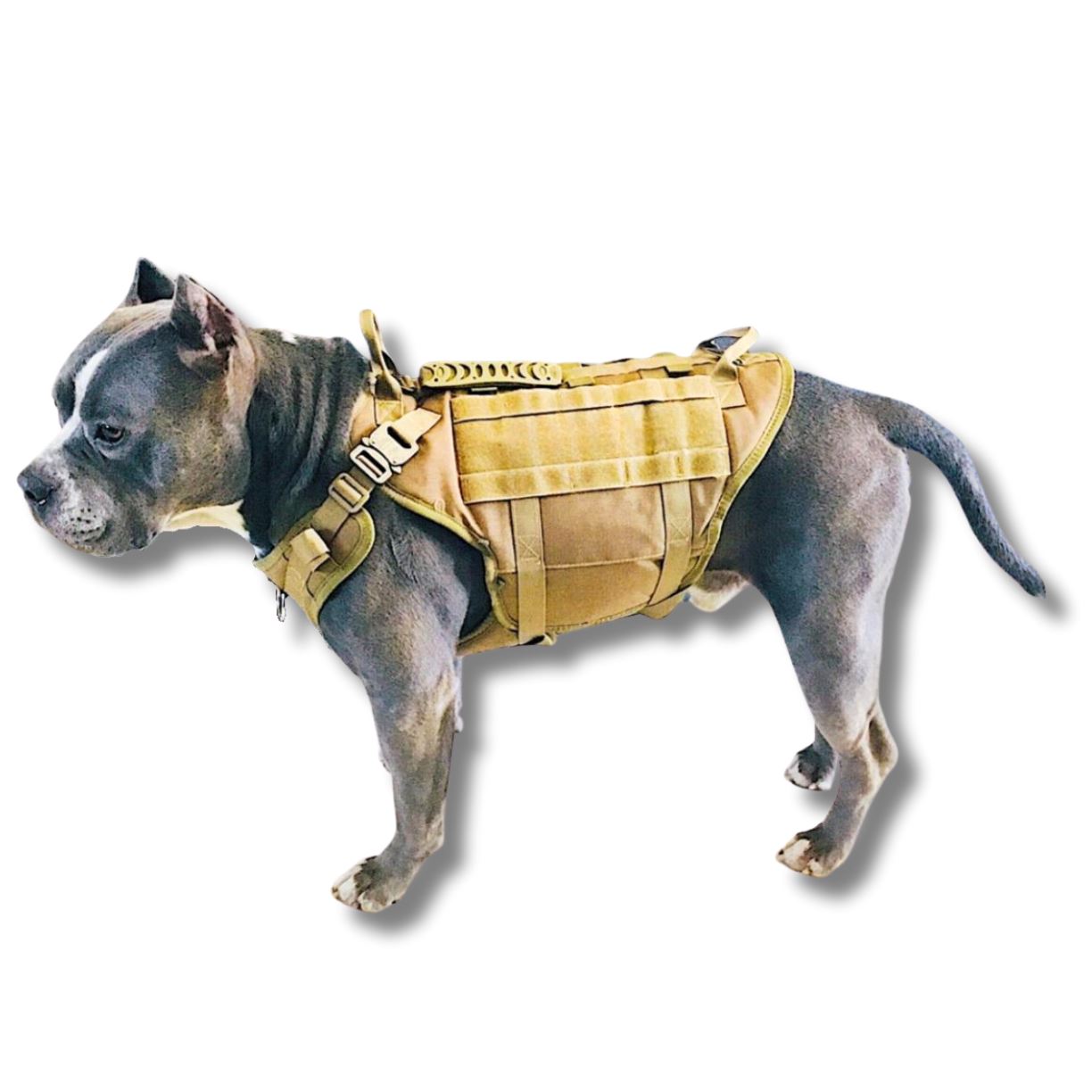 Custom tactical hot sale dog harness