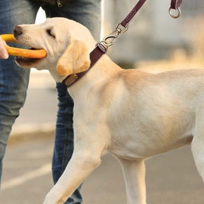 Personalized Genuine Leather Dog Collar BonaceBoutique 