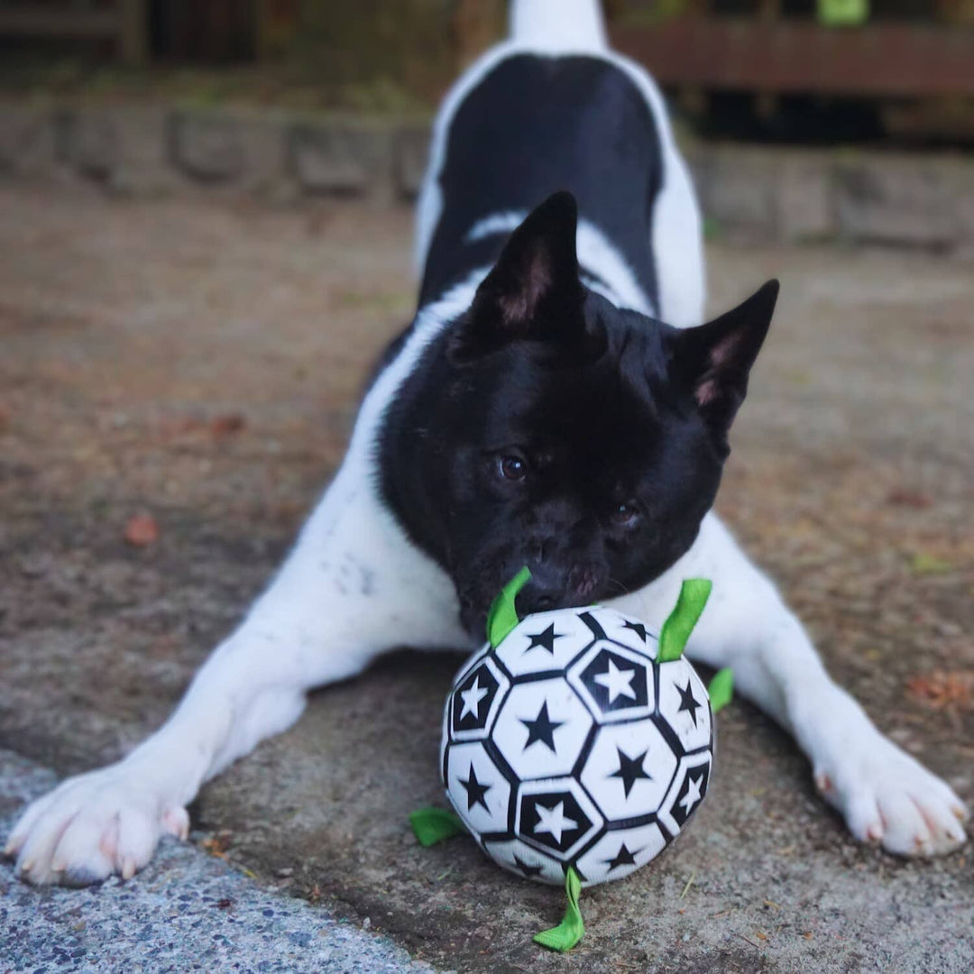 Soccer Ball For Dogs With Grab Tabs 0 BonaceBoutique 