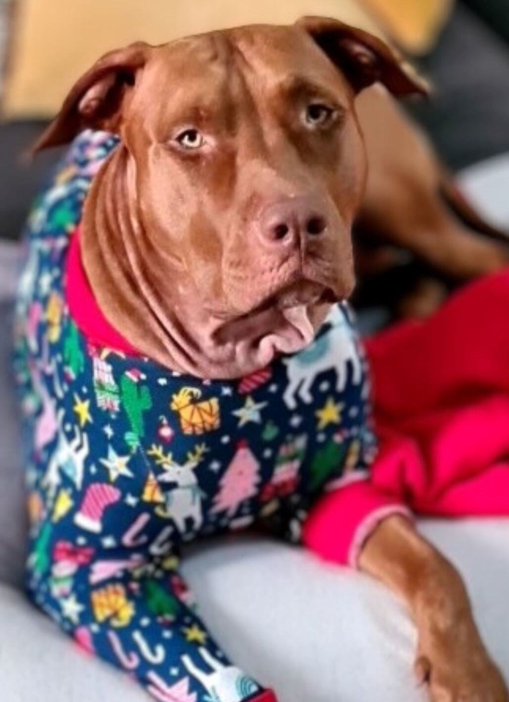 The Coziest Fleece Dog Pajamas BonaceBoutique 